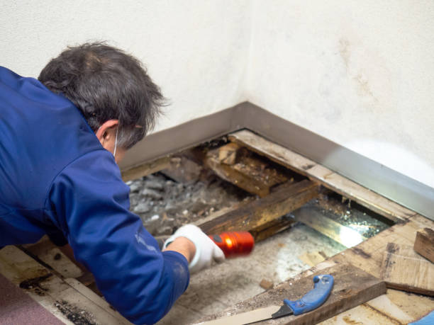 Best Commercial Mold Removal  in Vauxhall, NJ