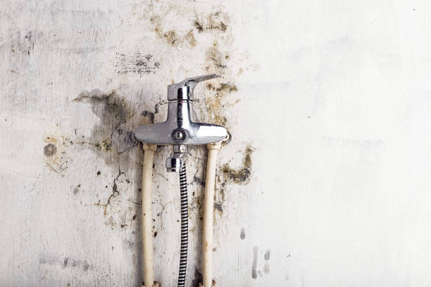 Best Affordable Mold Removal  in Vauxhall, NJ