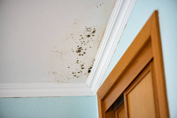 Best Black Mold Removal  in Vauxhall, NJ