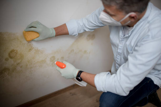 Best Mold Damage Repair  in Vauxhall, NJ