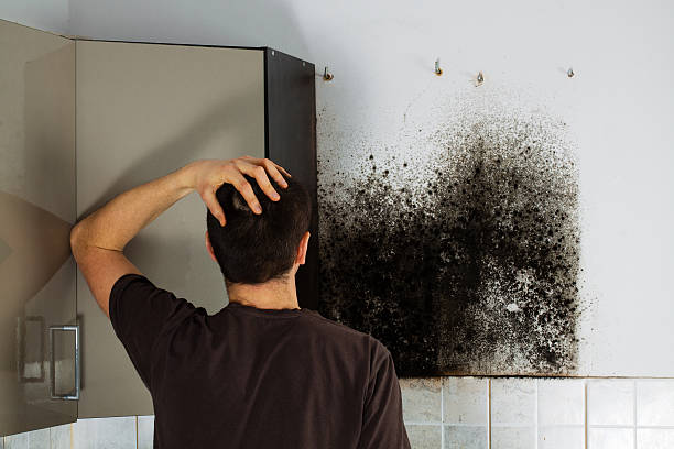 Best Affordable Mold Removal  in Vauxhall, NJ