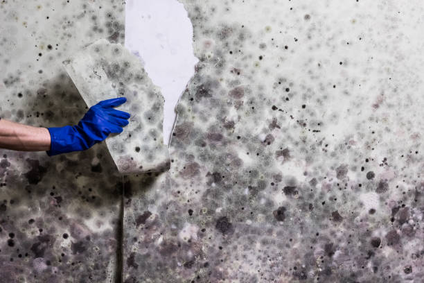 Best Professional Mold Removal  in Vauxhall, NJ