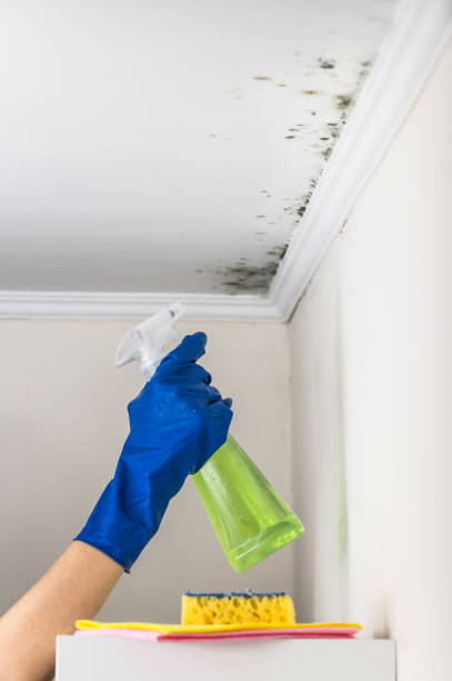 Best Best Mold Removal Companies  in Vauxhall, NJ